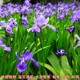 German blue-flowered iris seedlings garden ground cover plant Hemerocallis grandiflorum golden doll yellow calamus perennial shade-tolerant and cold-resistant