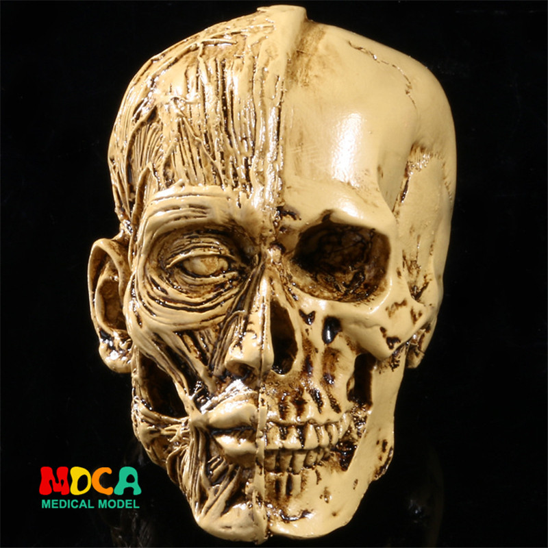 Art sketching simulation art with male human skull head muscle structure still life sketch teaching skull model