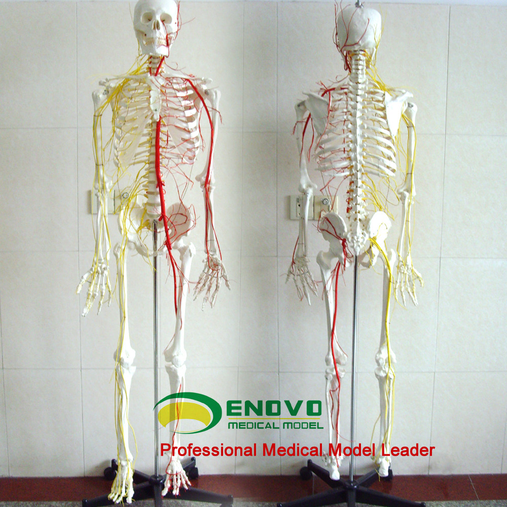 ENOVO Yino Specialty Medicine Human body 170CM Skeletal Neurovascular Skeletal Specimen Skeletal Model Medicine