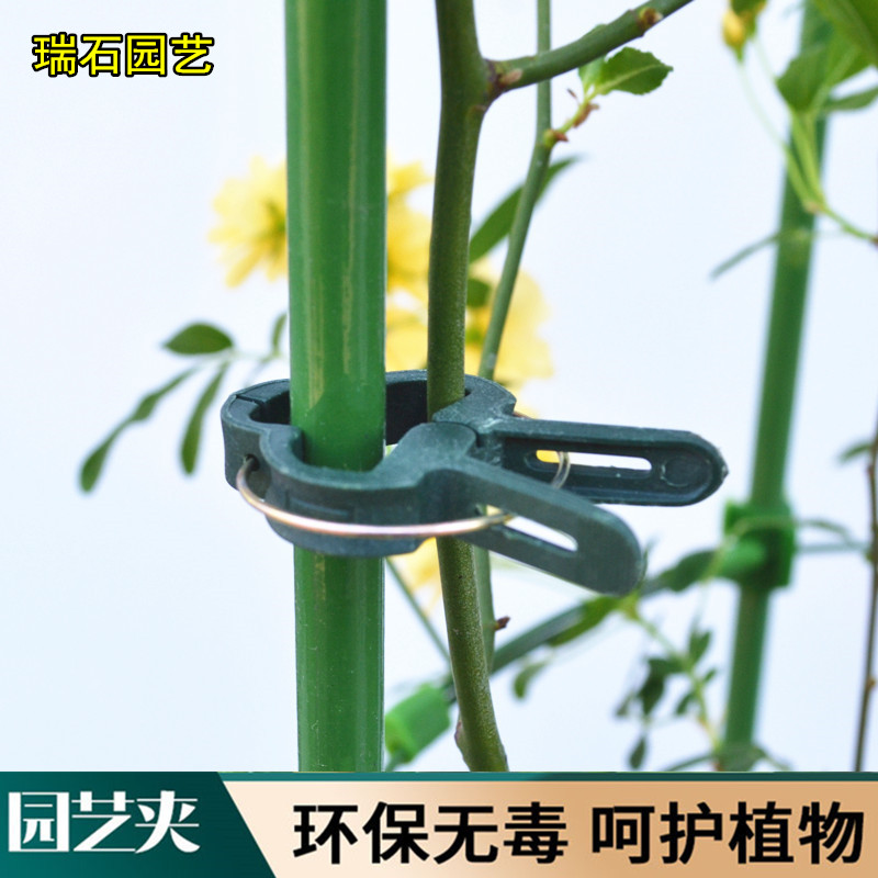 Horticultural flowers orchid clamps fixed iron line plastic steel pipe butterfly branches crawling vine green plant