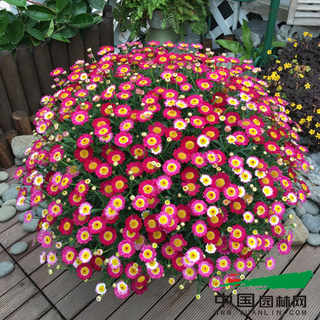 The first choice for hot pots is margaret flower seedlings, candy marama chrysanthemum seedlings, new double petals and single petals, over 28 yuan.
