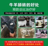 Корова -коры лизания кирпичной соли кирпичной овец, репеллент насекомых и кирпичные говяжьи ковы, пищевые зверь соле