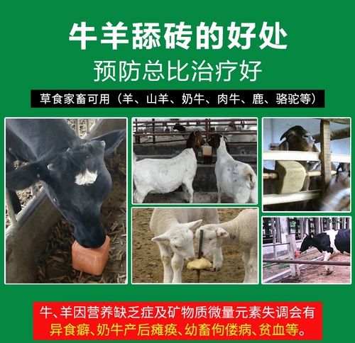 Корова -коры лизания кирпичной соли кирпичной овец, репеллент насекомых и кирпичные говяжьи ковы, пищевые зверь соле