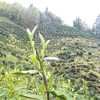 茶厂精品甄选店