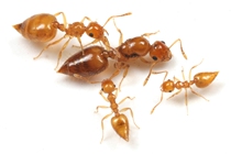 Crematogaster osakensis is a species of ant in the genus Crematogaster