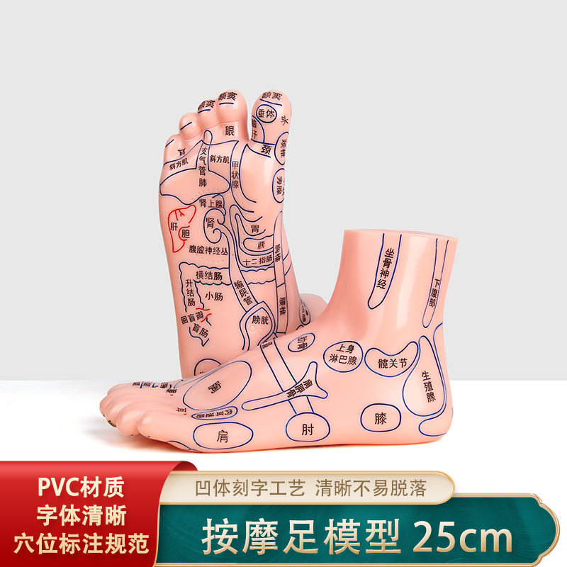 25CM足部穴位模型高清足底穴位反射区按摩器足疗脚推拿保健养生