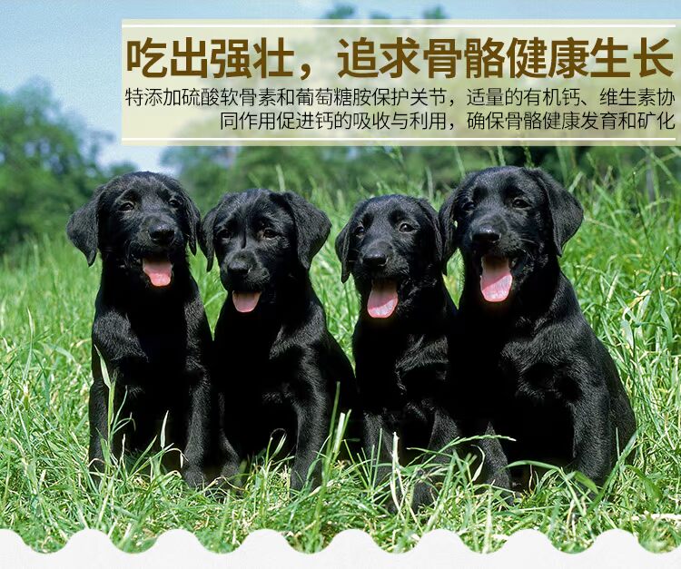 Chủ sở hữu tốt thức ăn cho chó tự nhiên hạt vàng labrador chó con thực phẩm đặc biệt gà hương vị thức ăn chính chó 10kg 20 kg giá thức ăn cho chó
