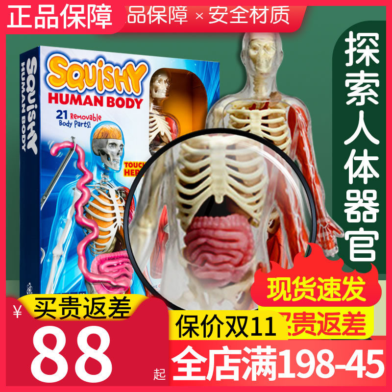 American Smartlab Human Organ Model Science STEM Puzzle Children Toys Life Science Boys Girls