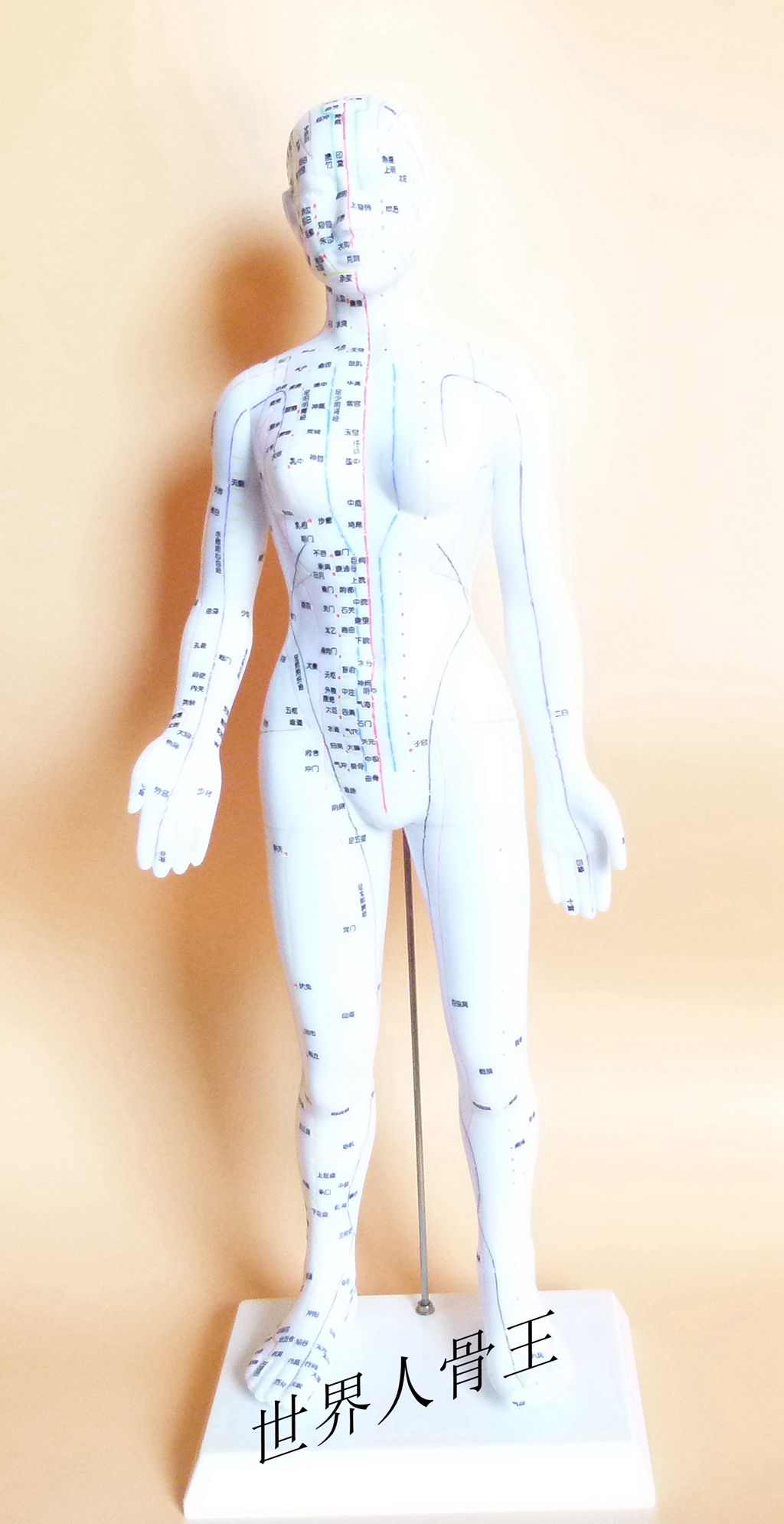 58厘米女性人体模型穴位模型人模型经络穴位模型针灸中医教学模型 富图宝专享 模型 穴位 经络 针灸 中医途虎网