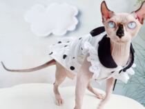 YH-Light Extravagant Chic Princess Fan Dot Skirt Tide Summer Thin German clothes Sfinks No Mao cat clothes