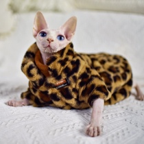 Break code Chaos double layer thickened BAO WELN rabbit fur fur grass winter warm coat Sfinks no fur cat clothes