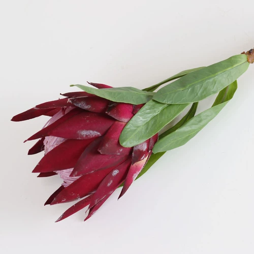 Симпатичная домашняя симуляция растения Моделирование цветочника