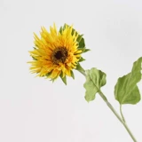 Тетя Сэнд, солнце, солнце, солнце, солнце, пейзаж сада, украшение цветочного искусства