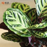 Зеленое красочное красивое зеленое яблоко Радуга Павлин Аррорут Горшечные растения Гостиная Зеленые растения Крытый балкон Офис Горшечные растения