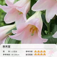 Lo Lily Fan Paradise (16-18 см) 3 Шара