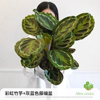 Радужная маранта + серо-синий горшок из ротанга