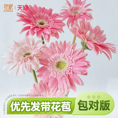 Цветочные цветочные высококачественные саженцы Гербера горлочные растительные растения.