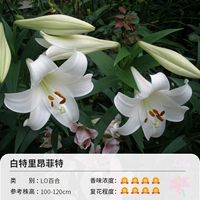 Ловик-лилия (16-18 см) 3 гола