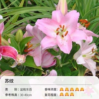 Potted East Bai Su Pattern (18-20 см) 3 Шара