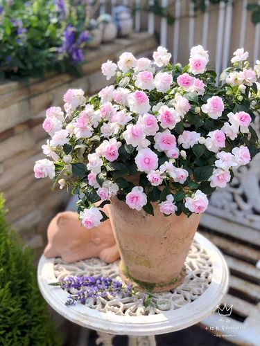 Цветы и цветы стоматологического лепестка и цветы более устойчивы к полу -Вульвой, балконы горшечные растения настолько хороши для травяных цветов в четырех сезонах