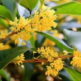 Красочное четырехсезонное дерево османтуса в горшке на балконе, террасе, в саду, посадка на земле, саженцы цветочных растений, цветущие 𫔭Цветы ароматные.