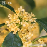 Красочное четырехсезонное дерево османтуса в горшке на балконе, террасе, в саду, посадка на земле, саженцы цветочных растений, цветущие 𫔭Цветы ароматные.