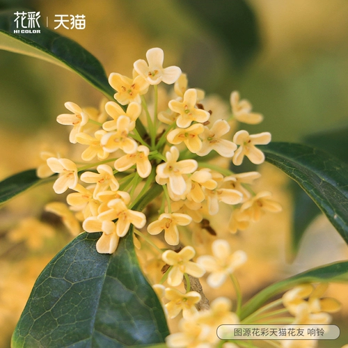 Красочное четырехсезонное дерево османтуса в горшке на балконе, террасе, в саду, посадка на земле, саженцы цветочных растений, цветущие 𫔭Цветы ароматные.