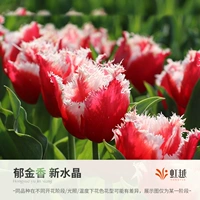 Новый Crystal 5 Ball (5 градусов Ball Week Long 12+)