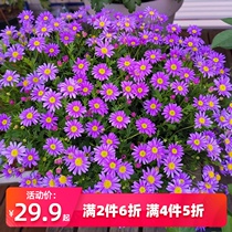 Hongyue Ji small chrysanthemum Violet potted balcony ornamental flowers bloom constantly large explosive pot with flowers delivery