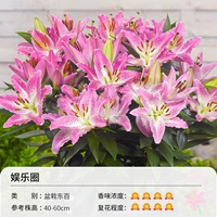 Горшечный развлекательный круг Dongbai (16-18 см) 3 Шара одежда