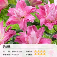 Демонстрация демонстрации стоматологической восточной лилии (16/18)