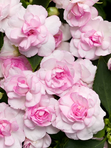 Цветы и цветы стоматологического лепестка и цветы более устойчивы к полу -Вульвой, балконы горшечные растения настолько хороши для травяных цветов в четырех сезонах