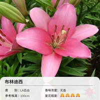 La Lily Brindsie (14-16см) 3 Шарная одежда