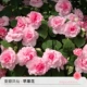 Direwn Fengxian Apple Flower 120#