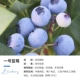 【Fenghua fengguo сладкий, сладкий и вкусный】 № 1 черника (высота 40-50 см) 1 галлон
