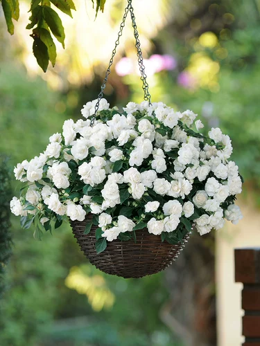 Цветы и цветы стоматологического лепестка и цветы более устойчивы к полу -Вульвой, балконы горшечные растения настолько хороши для травяных цветов в четырех сезонах