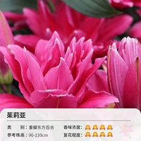 3 гола тяжелой лепестской восточной лилии Джулии (19/21 см)