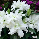 虹越 Стоматологическая лепестка Лилия, импортная цветочная парфюм, духи, железная пушка с лилией, четыре сезона из горшка Изабелла Эша Эйлина