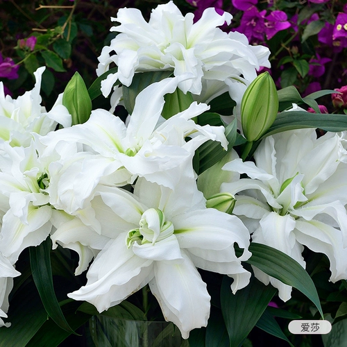 虹越 Стоматологическая лепестка Лилия, импортная цветочная парфюм, духи, железная пушка с лилией, четыре сезона из горшка Изабелла Эша Эйлина