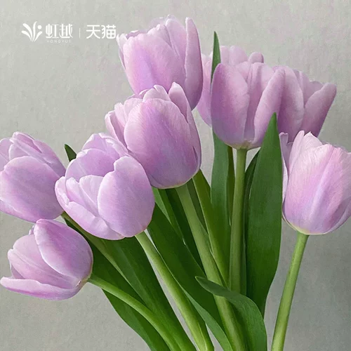 Импортированный виды тюльпан шарик 5 градусов шарики тяжелые лепестки одно лепестки.