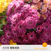 Пузырьковый хризантем-грап-пузырь 150#