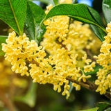 Красочное четырехсезонное дерево османтуса в горшке на балконе, террасе, в саду, посадка на земле, саженцы цветочных растений, цветущие 𫔭Цветы ароматные.