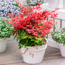 (Hongyue) Imported Nandaizhu potted color plant evergreen foliage shrub flower leaf variety