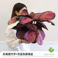 Разноцветная маранта + серо-синий горшок из ротанга