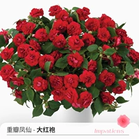 Стоматологическая фея фенгиан Дахонгпао 120#