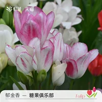 Natural Ball Candy Club 5 голов (длина периметра 12+)