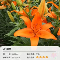 La Lily Desert Orange (14-16 см) 3 шарики