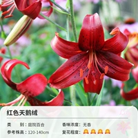 Красный лебедь, 16-18см