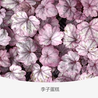 Корень квасца вечный фиолетовый 120#