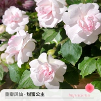 Direwn Fengxian Sweet Princess 120#